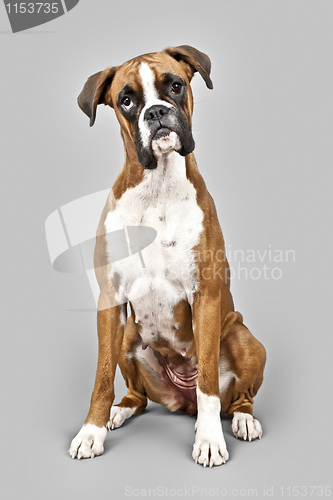 Image of german boxer