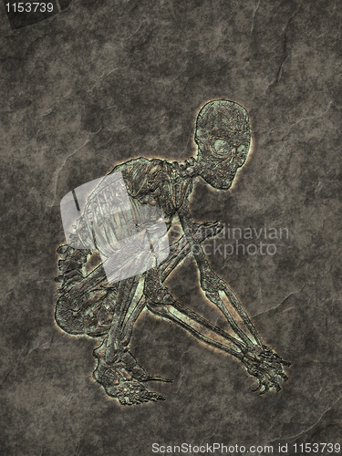 Image of skeleton