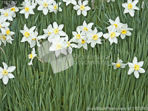 Image of daffodil