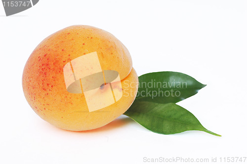 Image of Apricot