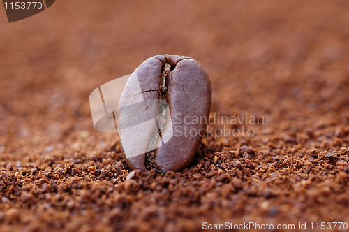 Image of Coffee Bean