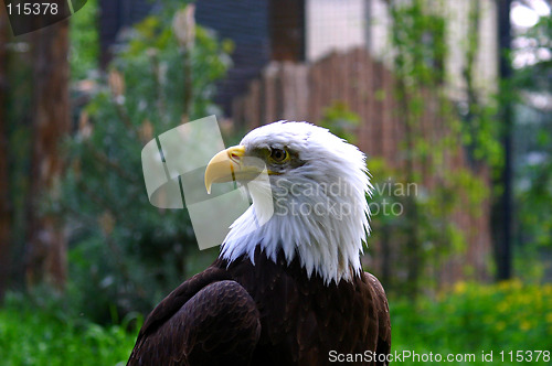 Image of eagle half face