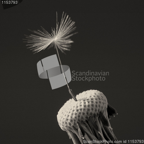 Image of Dandelion isolated on black