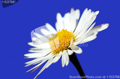 Image of Daisy