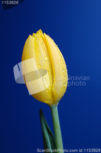 Image of Yellow Tulip