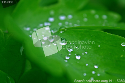 Image of dew on a leaf