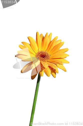 Image of Yellow Gerbera