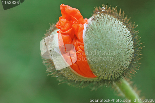 Image of Red Poppy