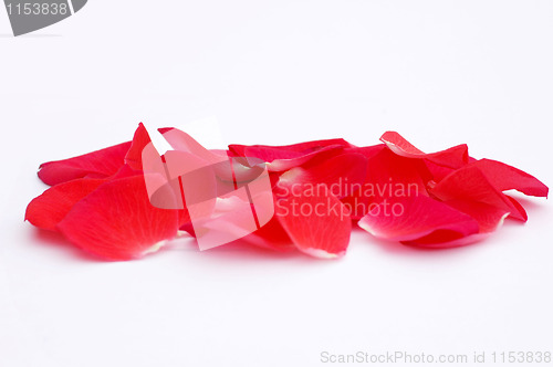 Image of Rose Petals Border