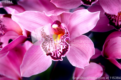 Image of Fucshia Orchids
