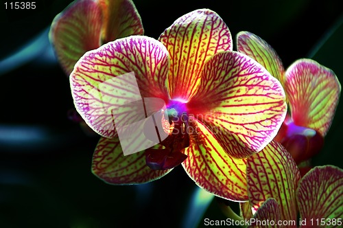 Image of Kaleidoscope Orchid