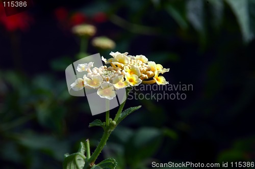 Image of Lantana Flower