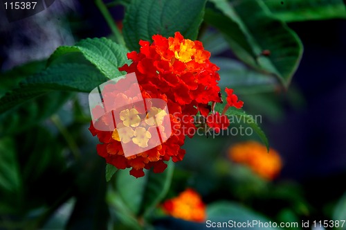 Image of Lantana Flower
