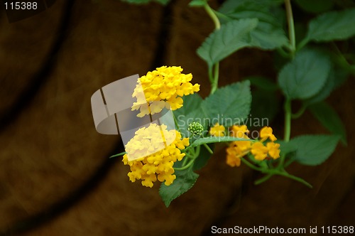 Image of Lantana Flower