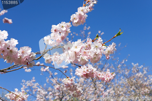 Image of cherry blossom