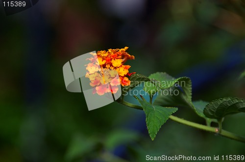 Image of Lantana Flower
