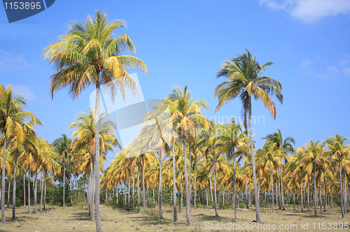 Image of Cocoteros (Coconut Palm Trees)