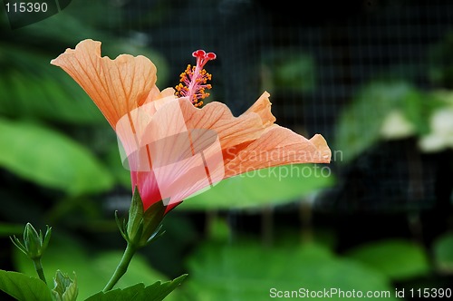 Image of Orange Hibiscus Flower