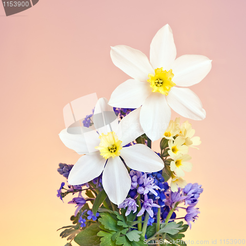 Image of daffodil