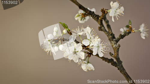 Image of cherry blossom