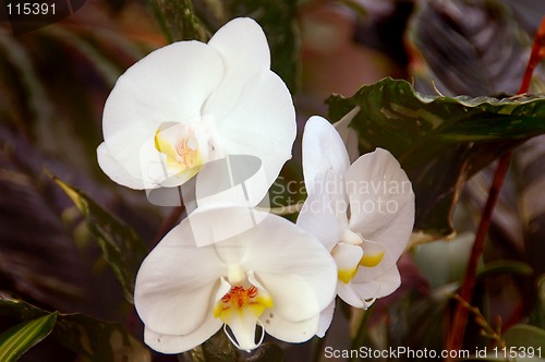 Image of White Orchid