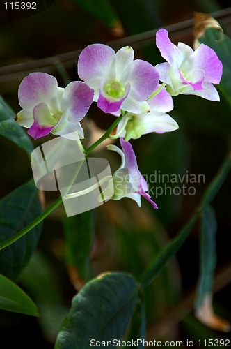 Image of Purple Orchids