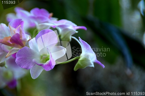 Image of Purple Orchids