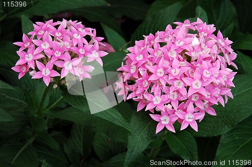 Image of Allium Flowers