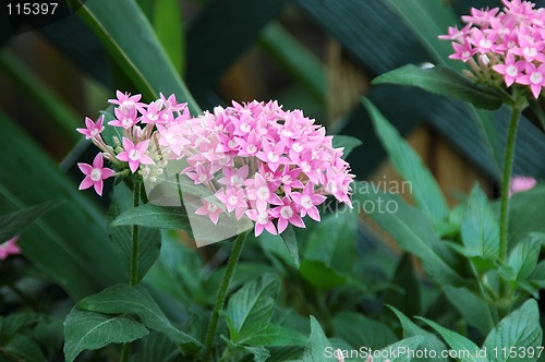 Image of Allium Flowers