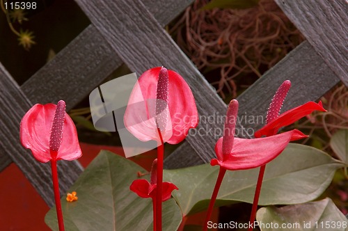 Image of Anthurium