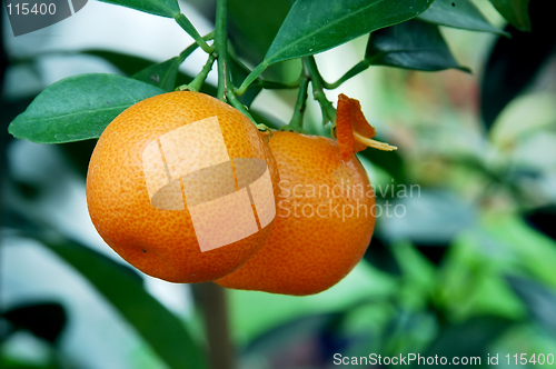 Image of Calamondin Citrus Oranges