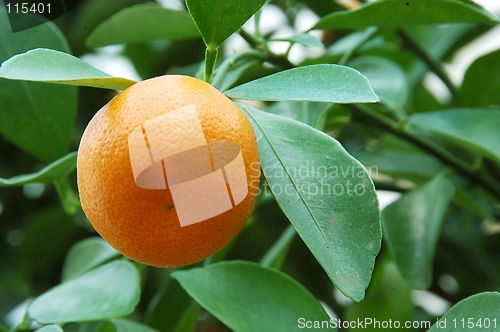 Image of Calamondin Citrus Orange