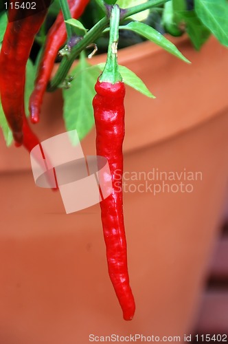 Image of Capsicum Frutescens Chili Pepper