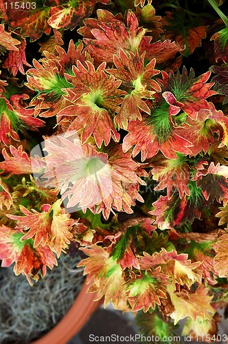 Image of Coleus Plant