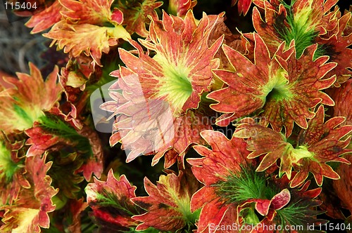 Image of Coleus Plant