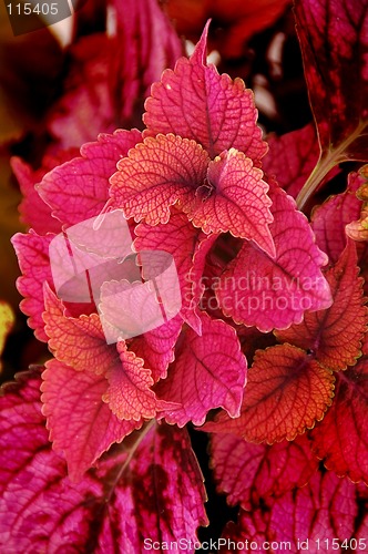 Image of Coleus Plant