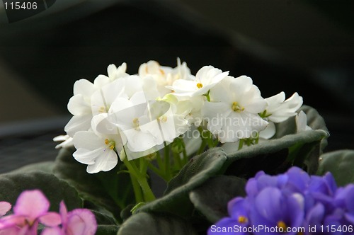 Image of African Violets (saintpaulia)