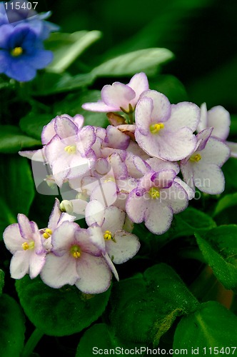 Image of African Violets (saintpaulia)