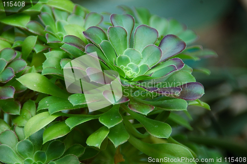 Image of Stonecrop