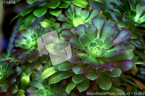 Image of Stonecrop