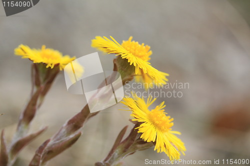 Image of Tussilago Farfara