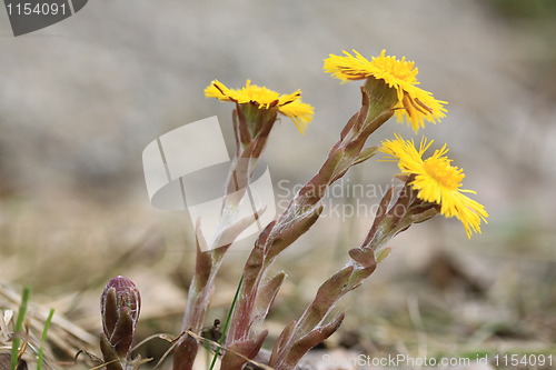 Image of Tussilago Farfara