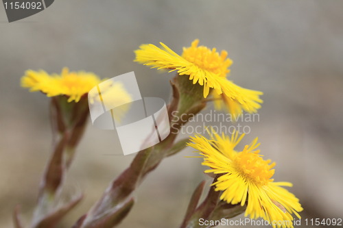 Image of Tussilago Farfara