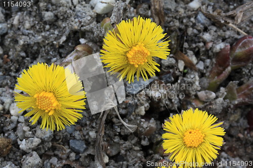 Image of Tussilago Farfara