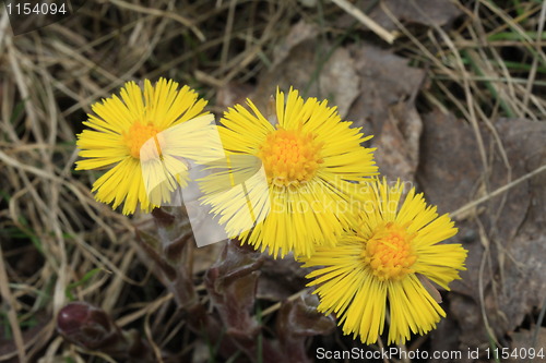 Image of Tussilago Farfara