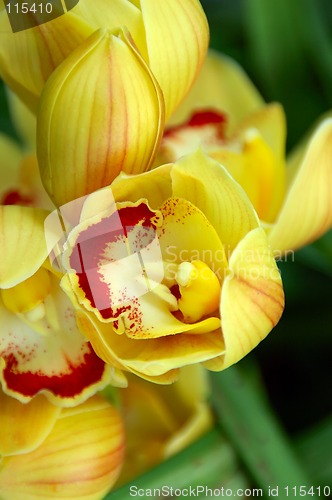 Image of Yellow Lady Slipper Orchid