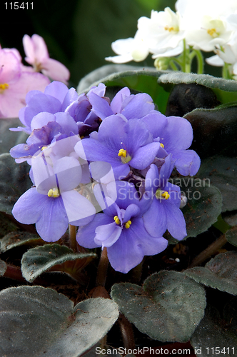 Image of African Violets (saintpaulia)