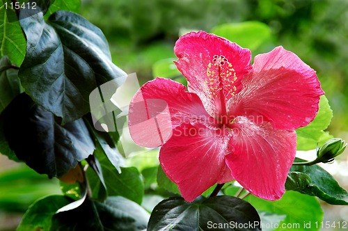 Image of Pink Hibiscus Flower