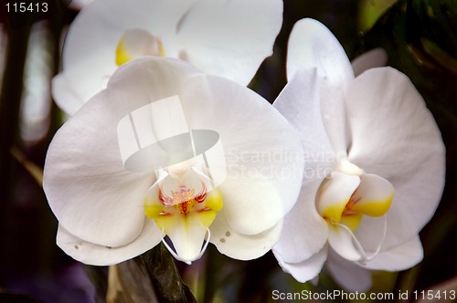 Image of White Orchid