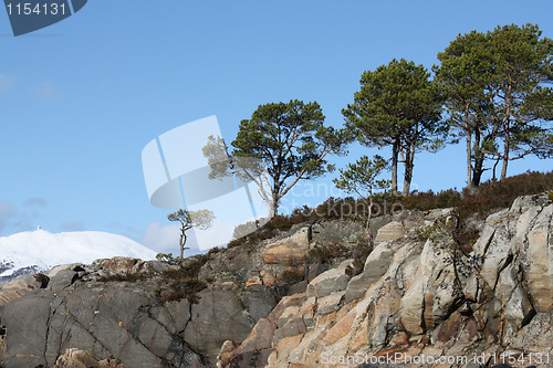 Image of Row of pine trees